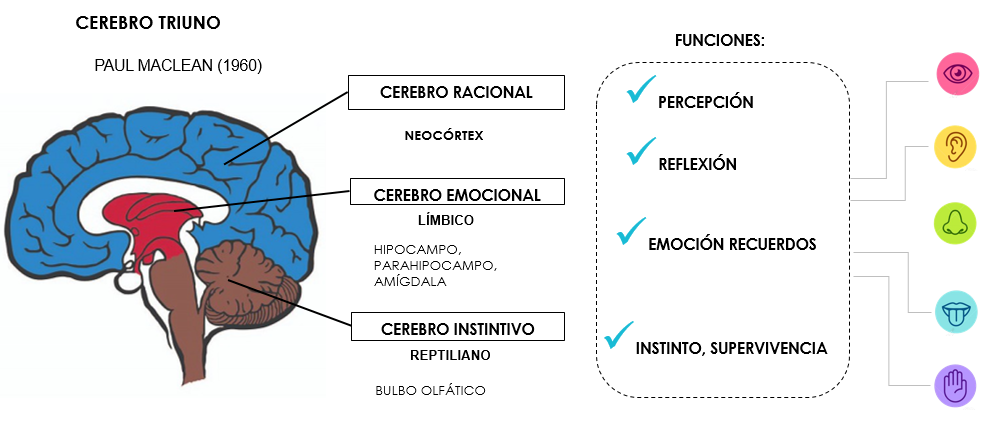 Teoria del Cerebro Triuno por Paul MacLean (1960). Imagen: Elaboración propia